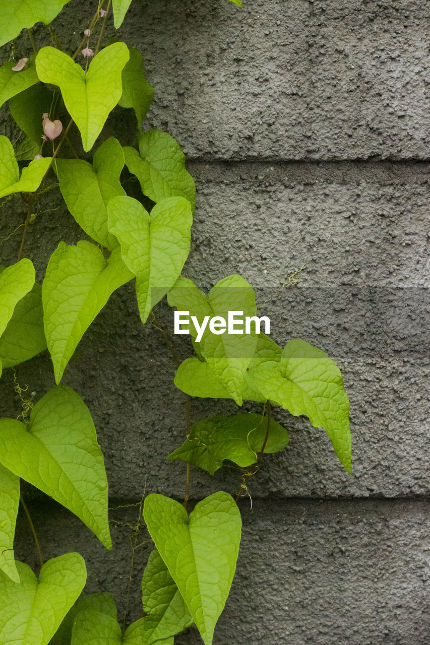 CLOSE-UP OF GREEN LEAVES