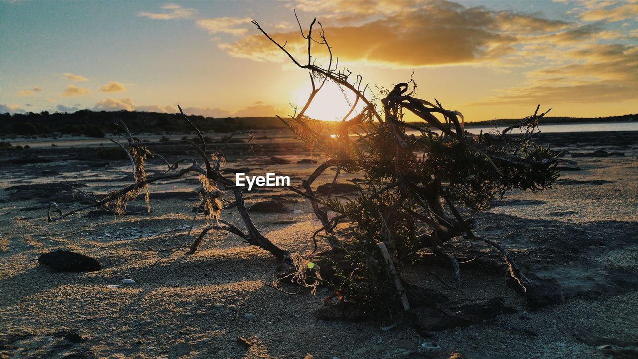 Dead tree on beach at sunset