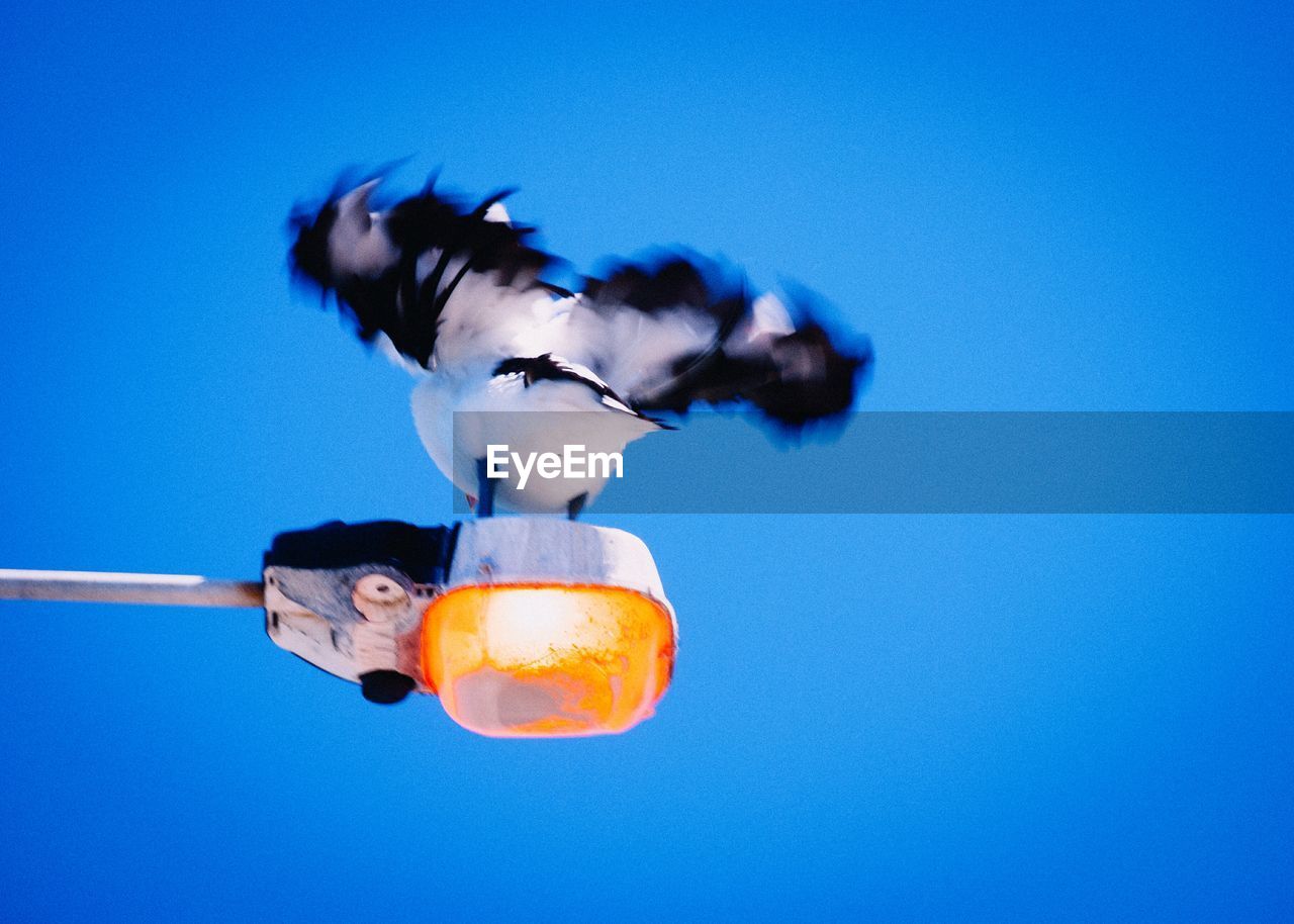 Low angle view of bird flapping wings on street light against clear sky