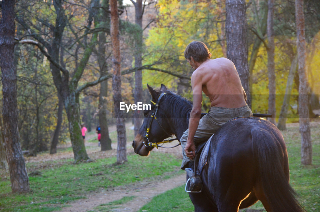 Rear view of man riding horse in forest