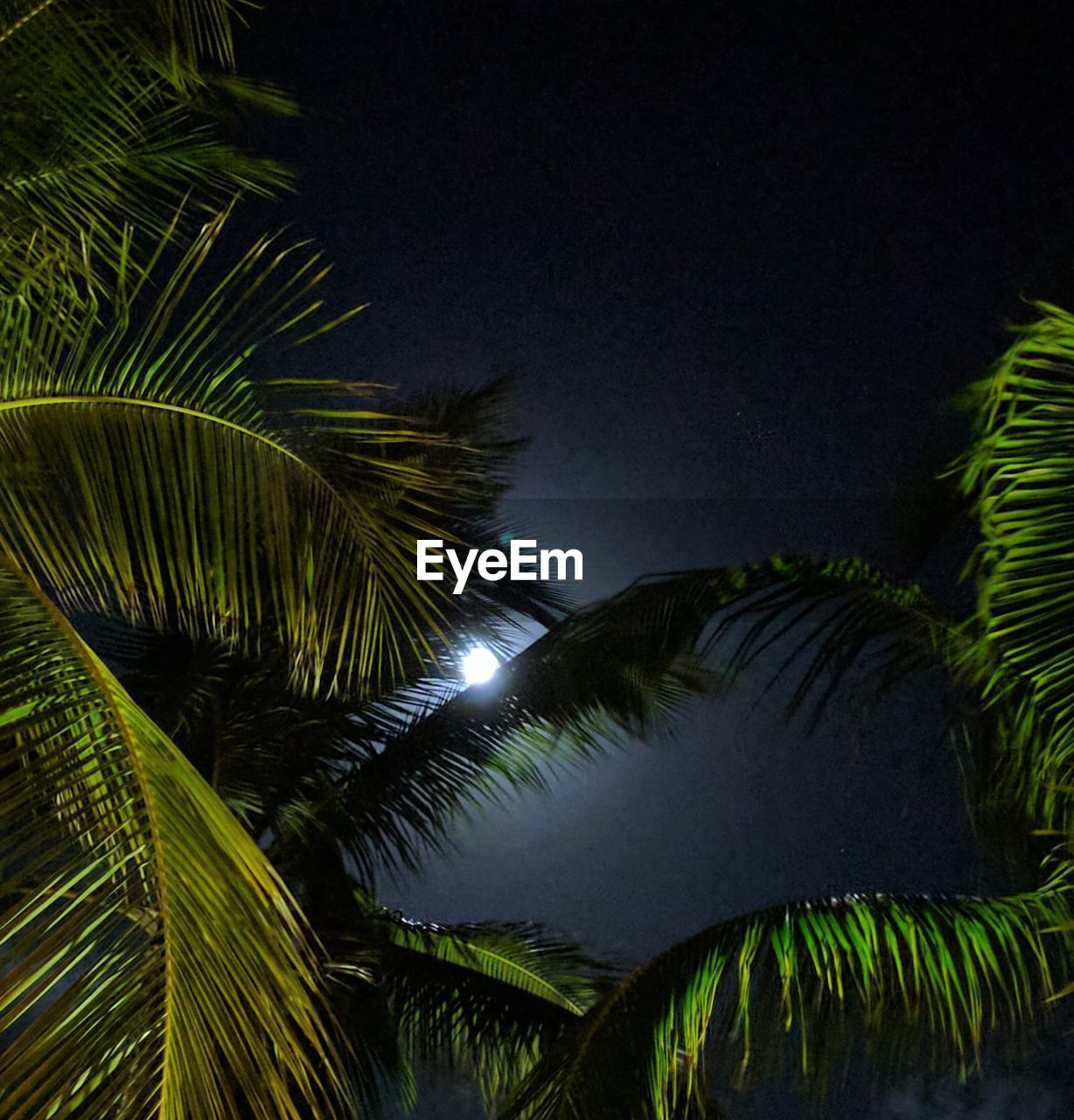 LOW ANGLE VIEW OF PALM TREES AGAINST SKY