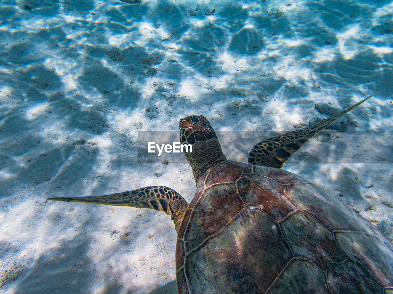 animal wildlife, animal, animal themes, wildlife, water, sea turtle, turtle, marine biology, sea, one animal, loggerhead sea turtle, reptile, nature, swimming, sea life, reef, underwater, marine, no people, high angle view, undersea, day, outdoors, ocean, beauty in nature