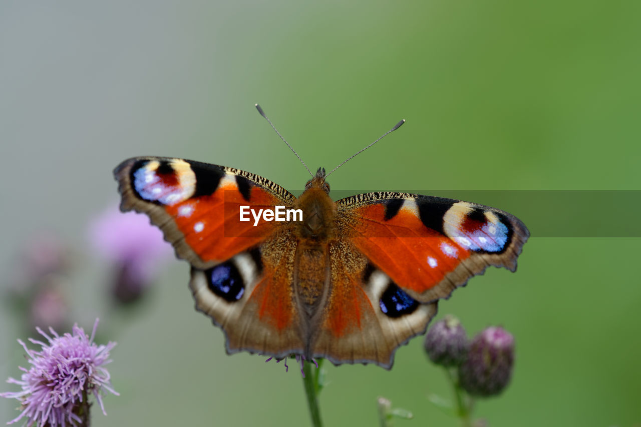 BUTTERFLY POLLINATING ON PURPLE FLOWER