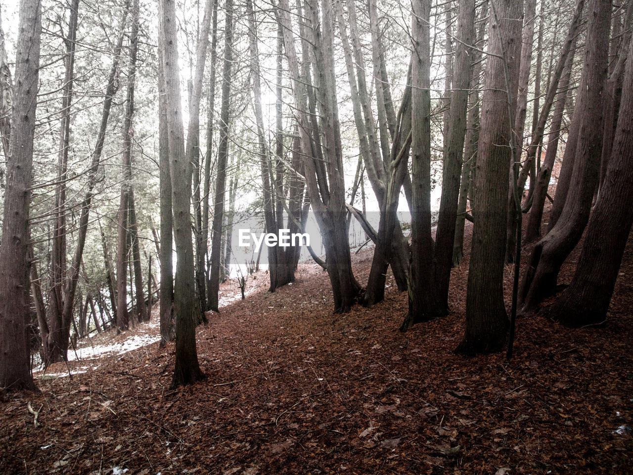 PANORAMIC SHOT OF TREES IN FOREST