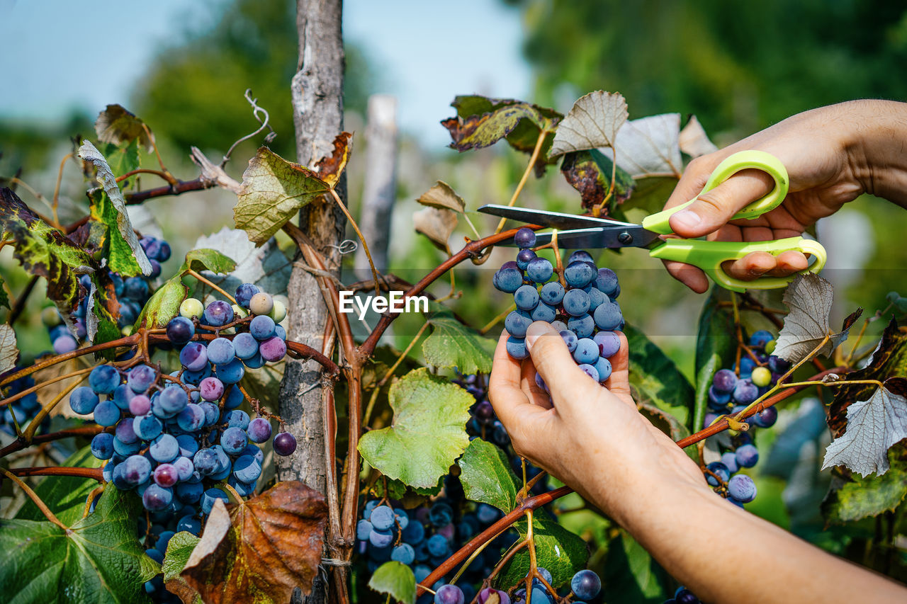 Person picking grapes