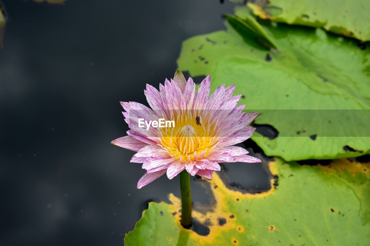 High angle view of insect on lotus water lily