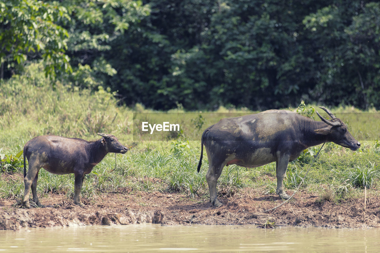 HORSES IN A LAKE