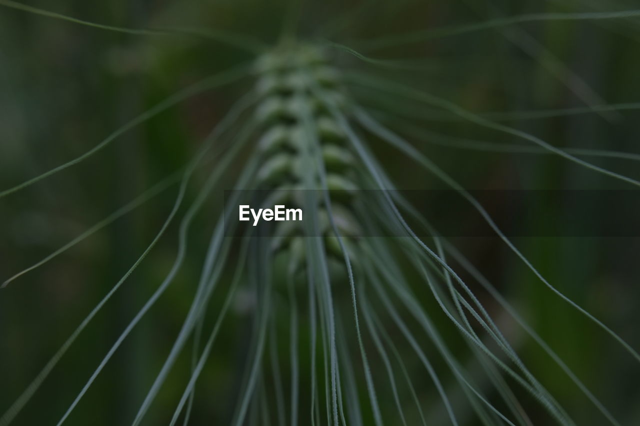 Full frame shot of plants