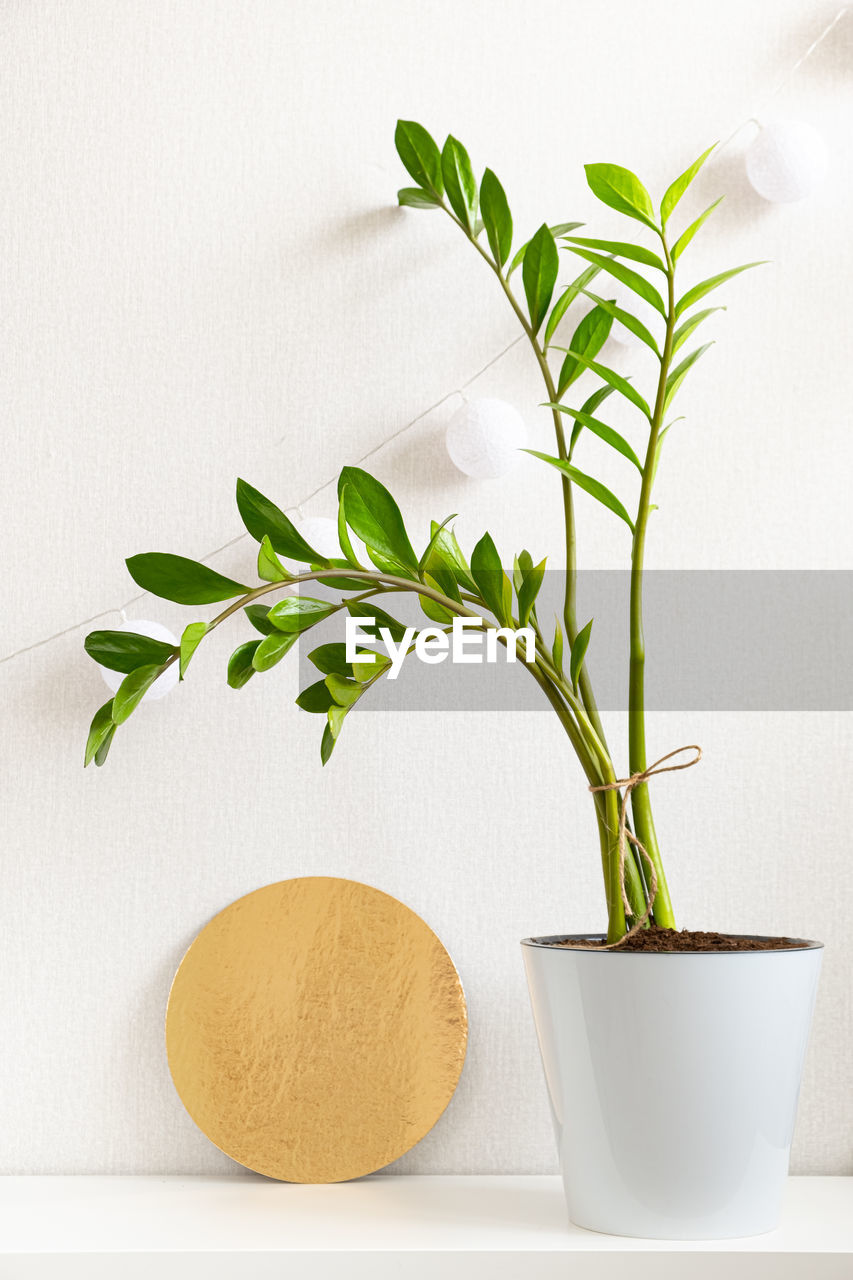 plant, leaf, plant part, nature, indoors, produce, no people, flowerpot, potted plant, growth, green, herb, houseplant, food, freshness, branch, studio shot, white background, food and drink, beauty in nature, wellbeing, white