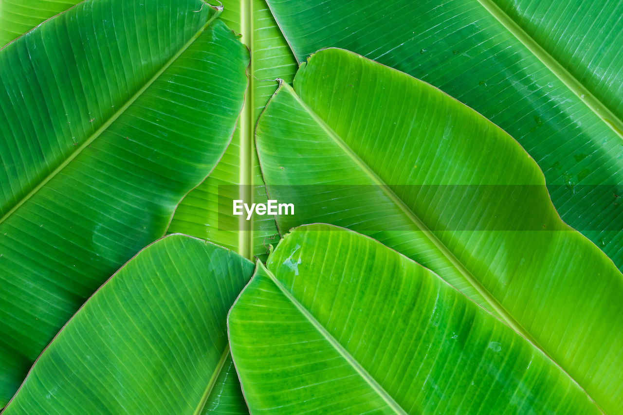 FULL FRAME SHOT OF GREEN LEAF WITH LEAVES