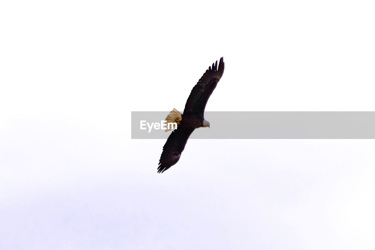 LOW ANGLE VIEW OF EAGLE FLYING