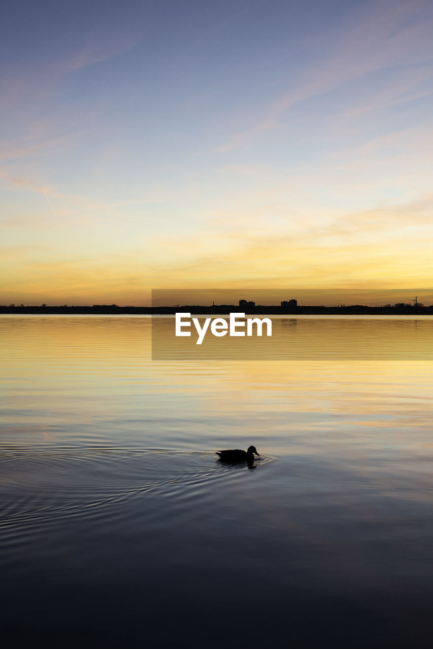 Silhouette duck swimming on lake against sky