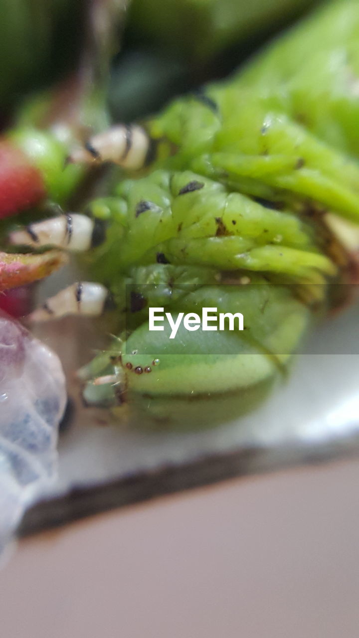 Macro shot of green caterpillar