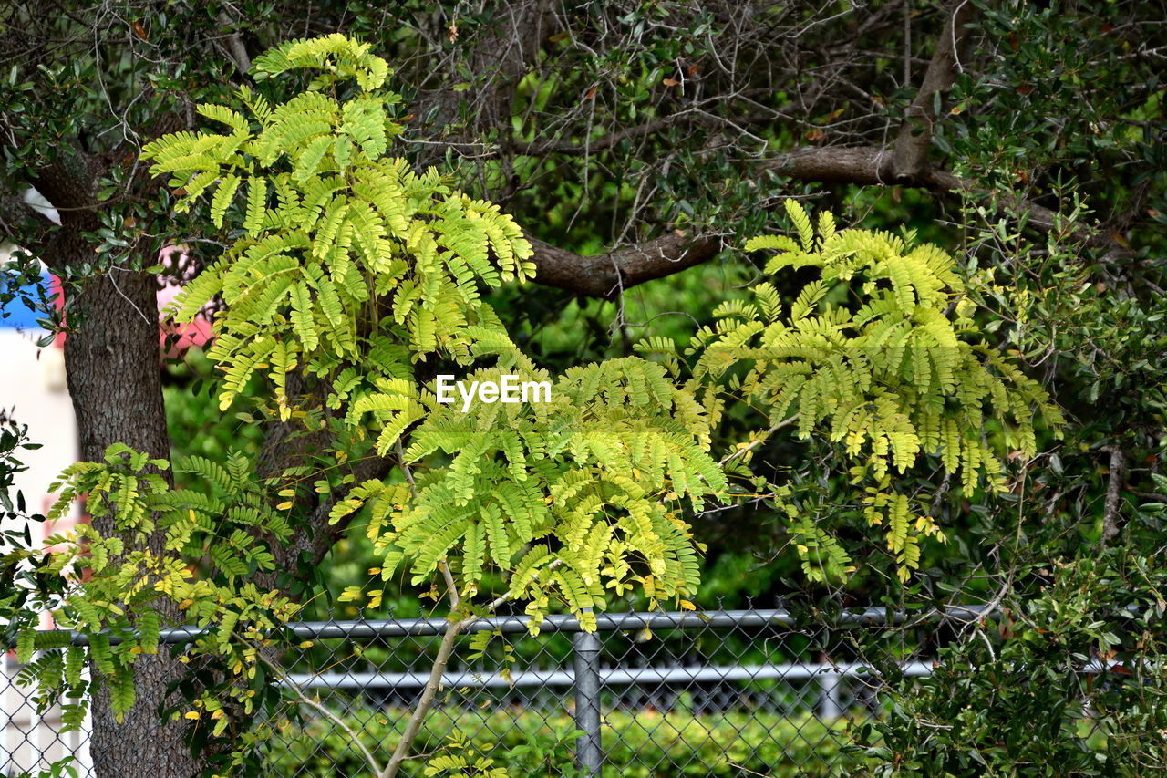 TREES AND PLANTS