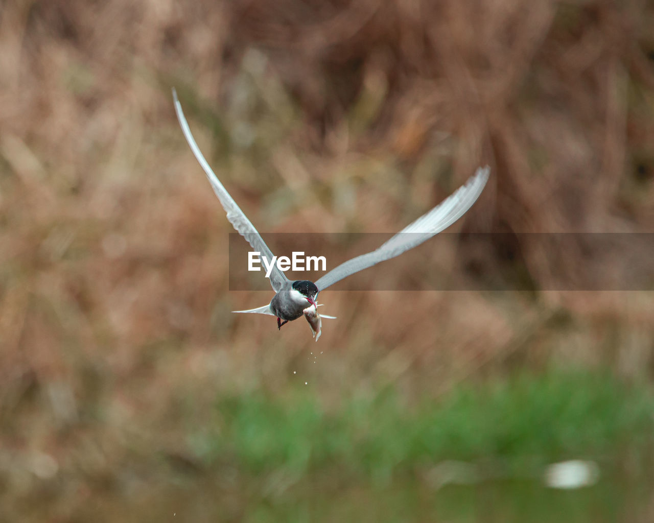 BIRD FLYING IN A BLURRED BACKGROUND