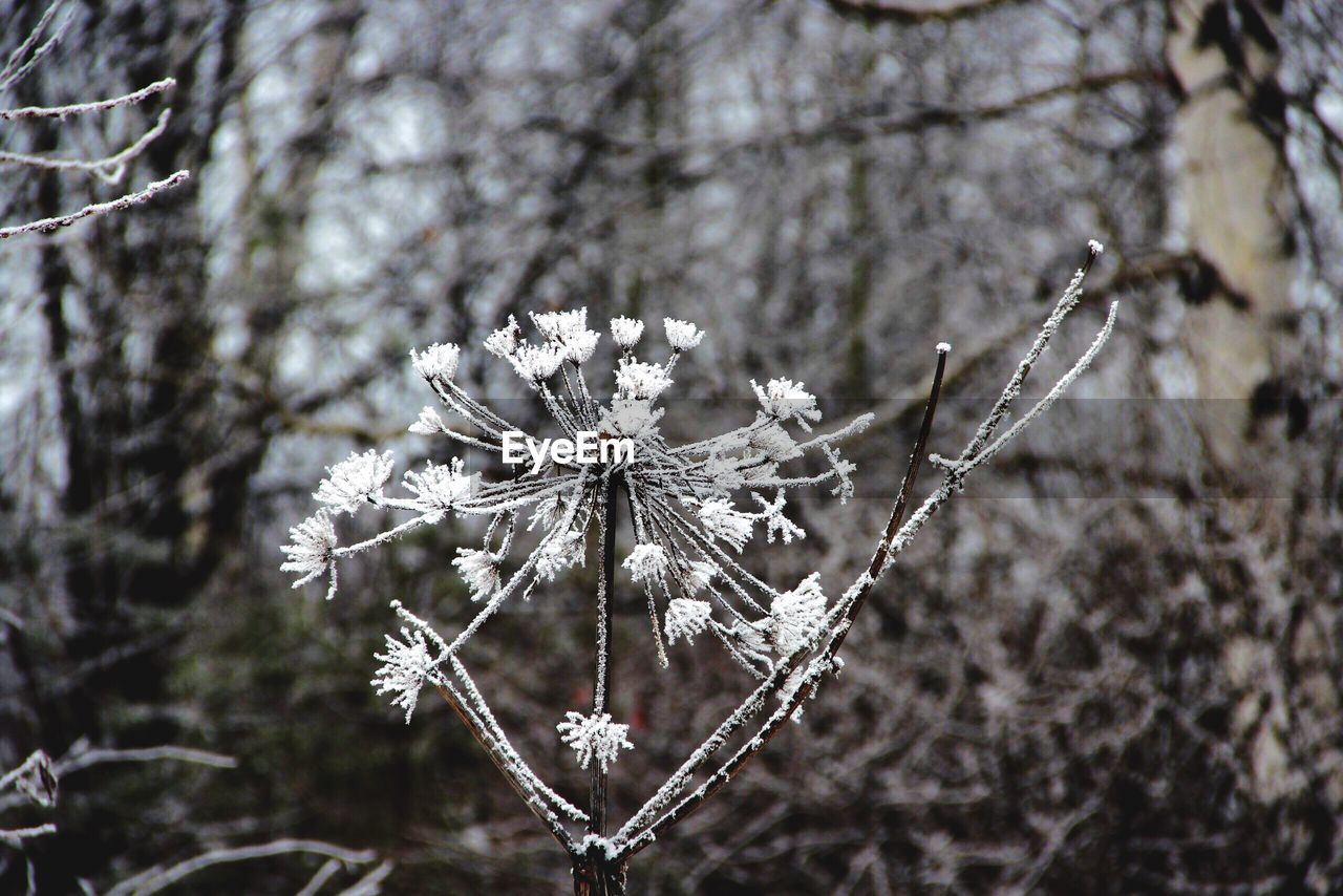 CLOSE-UP OF SNOW COVERED TREE