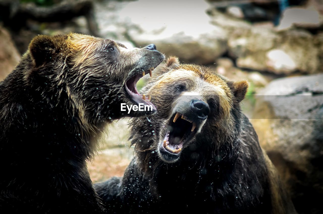 Angry wet grizzly bears against rocks