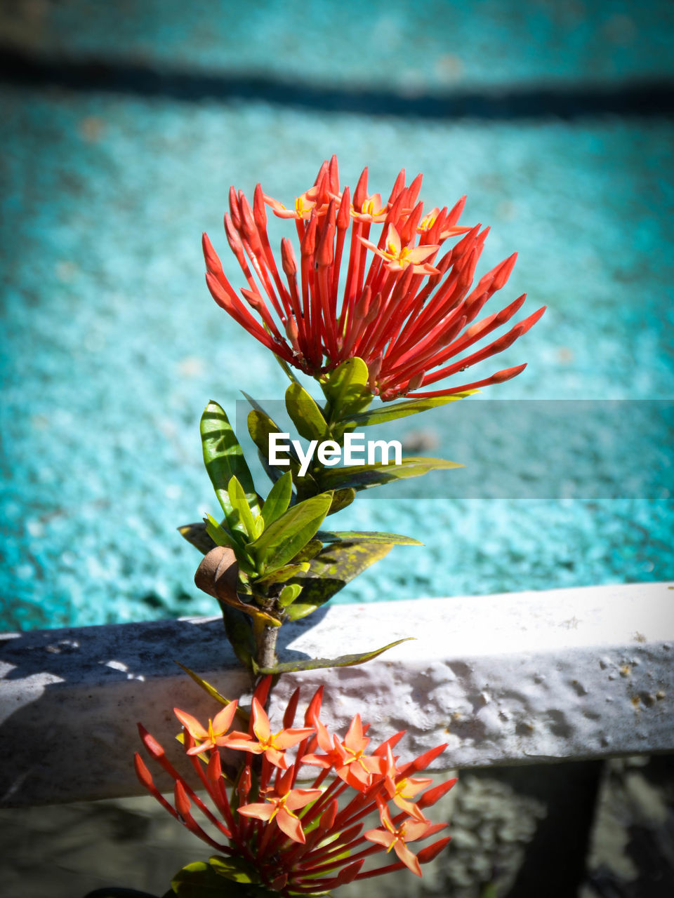 CLOSE-UP OF RED FLOWER BLOOMING