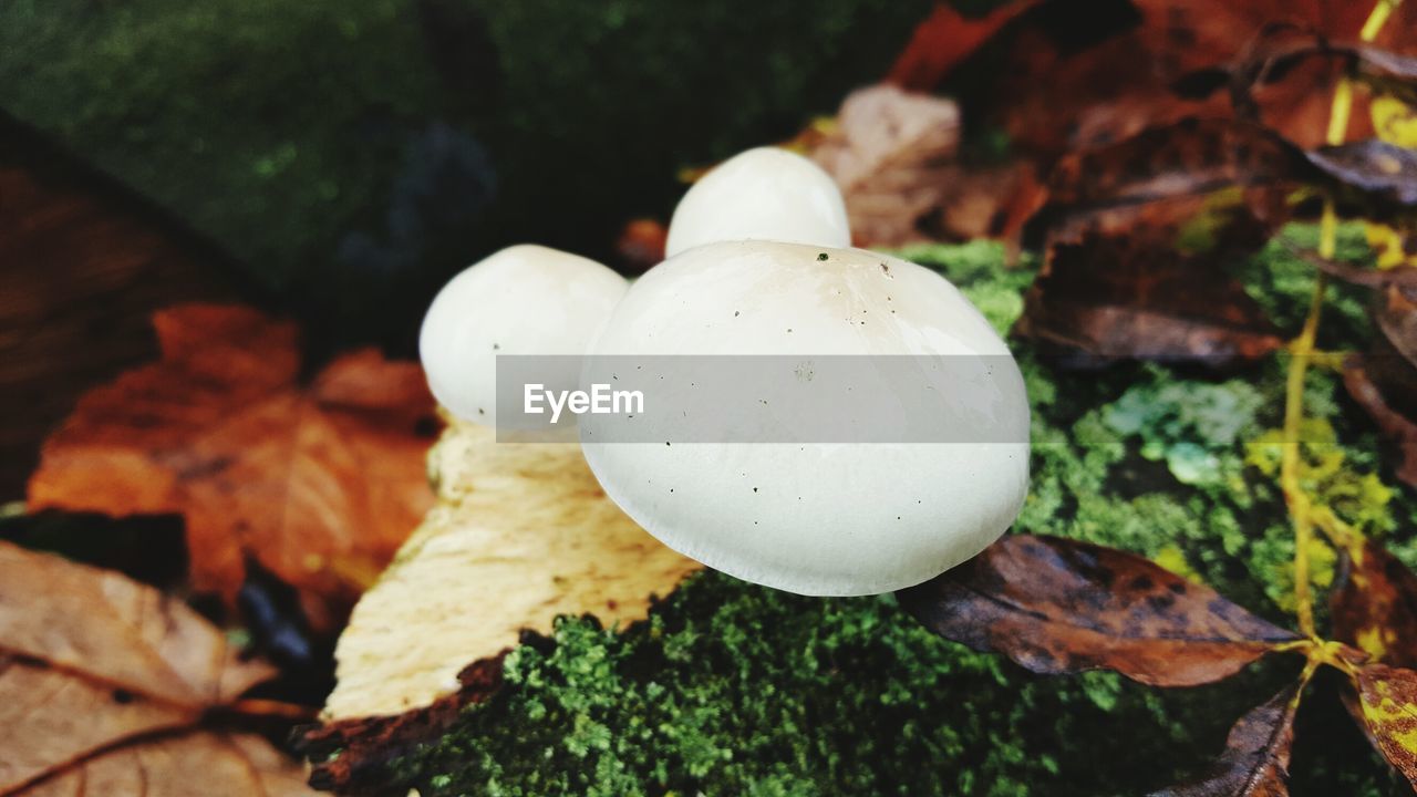 CLOSE-UP VIEW OF MUSHROOM