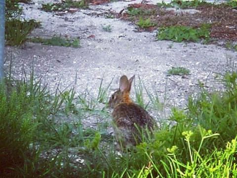 RABBIT ON FIELD