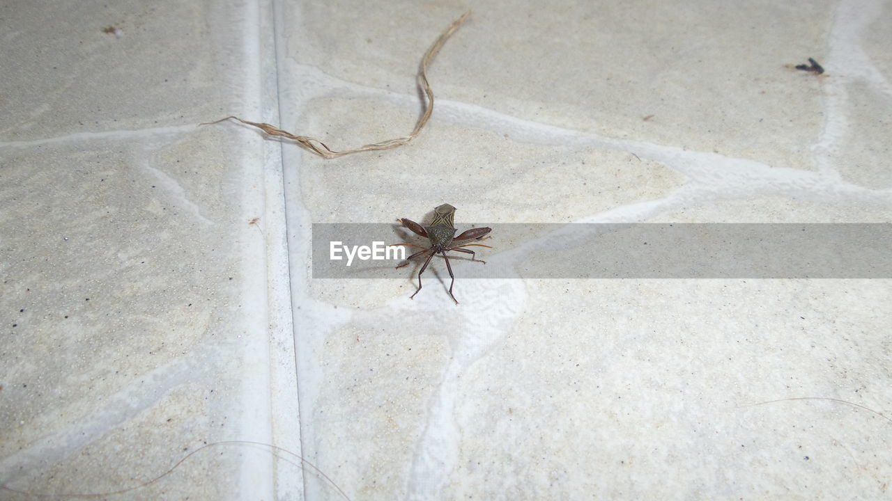 HIGH ANGLE VIEW OF GRASSHOPPER ON SAND