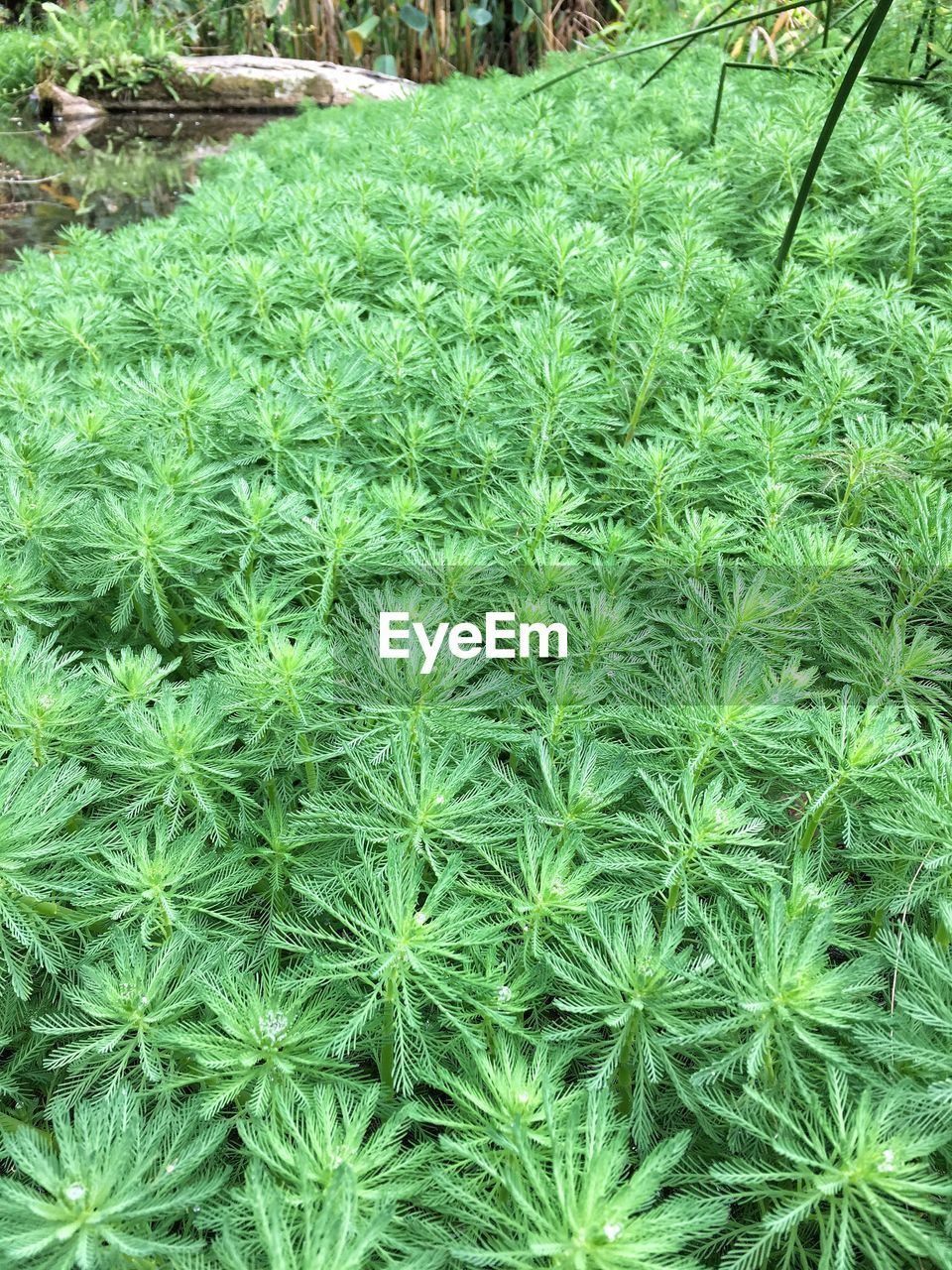 CLOSE UP OF GRASS