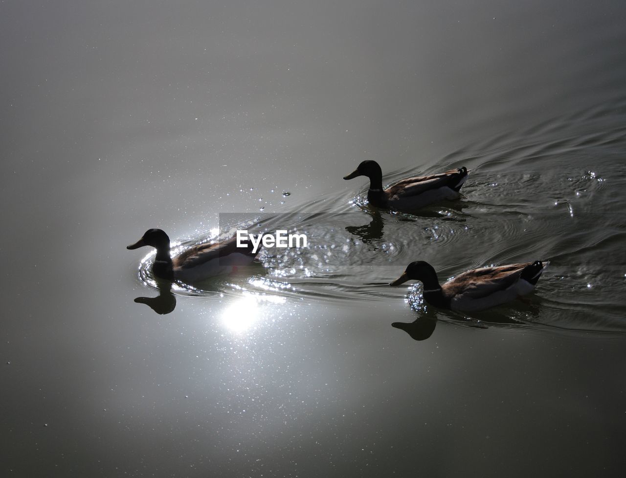 PEOPLE SWIMMING IN WATER