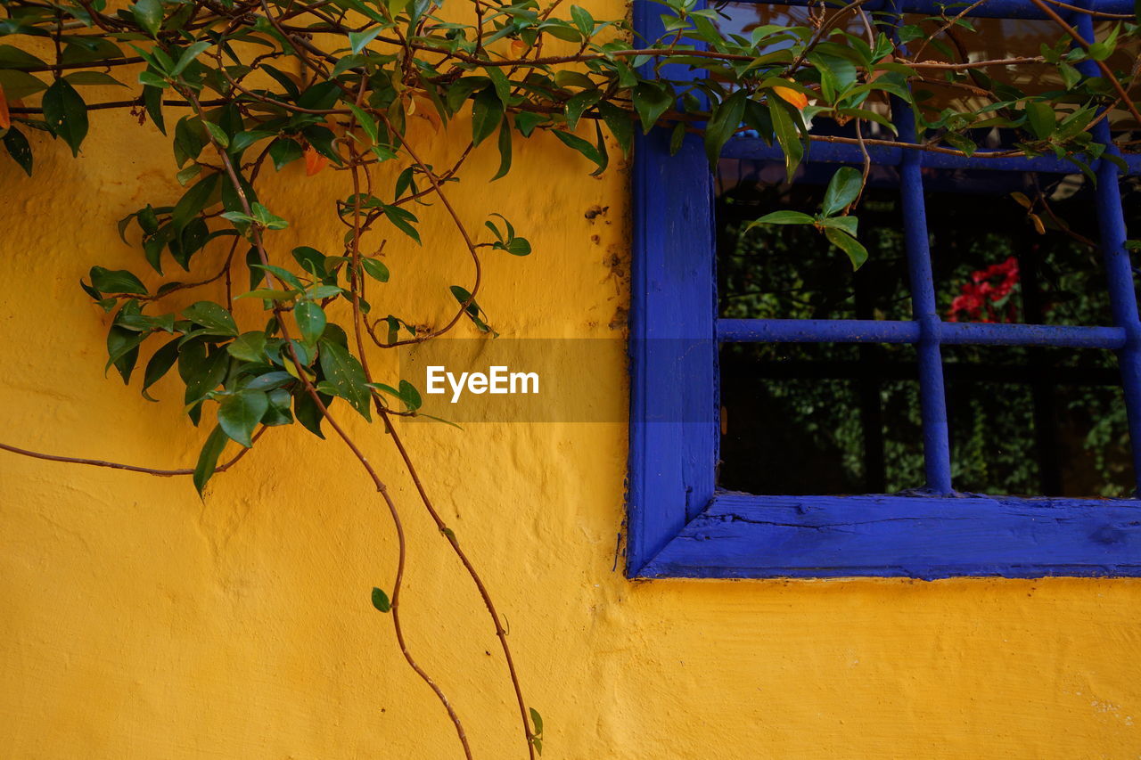 CLOSE-UP OF IVY AGAINST YELLOW BUILDING