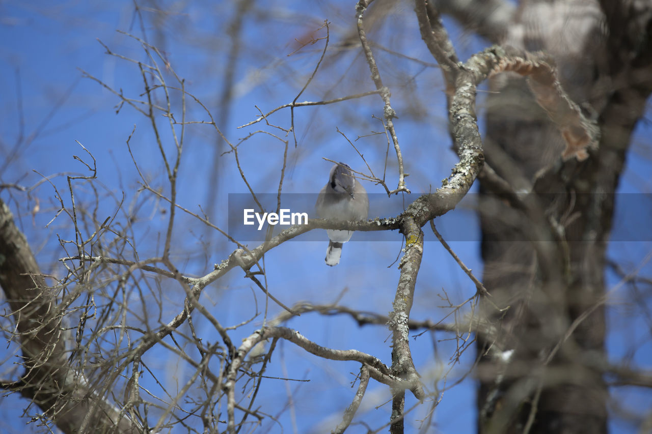 LOW ANGLE VIEW OF A BIRD PERCHING ON TREE