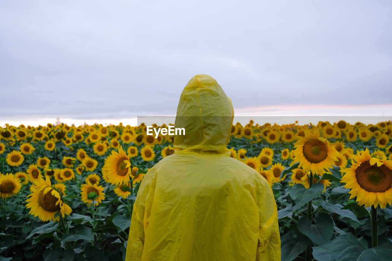 REAR VIEW OF PERSON STANDING ON SUNFLOWER FIELD