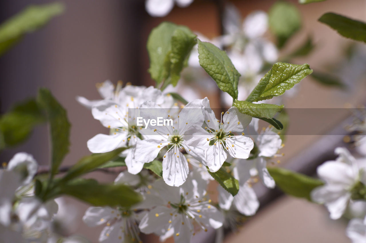 CLOSE-UP OF WHITE FLOWERING PLANT WITH PINK FLOWERS