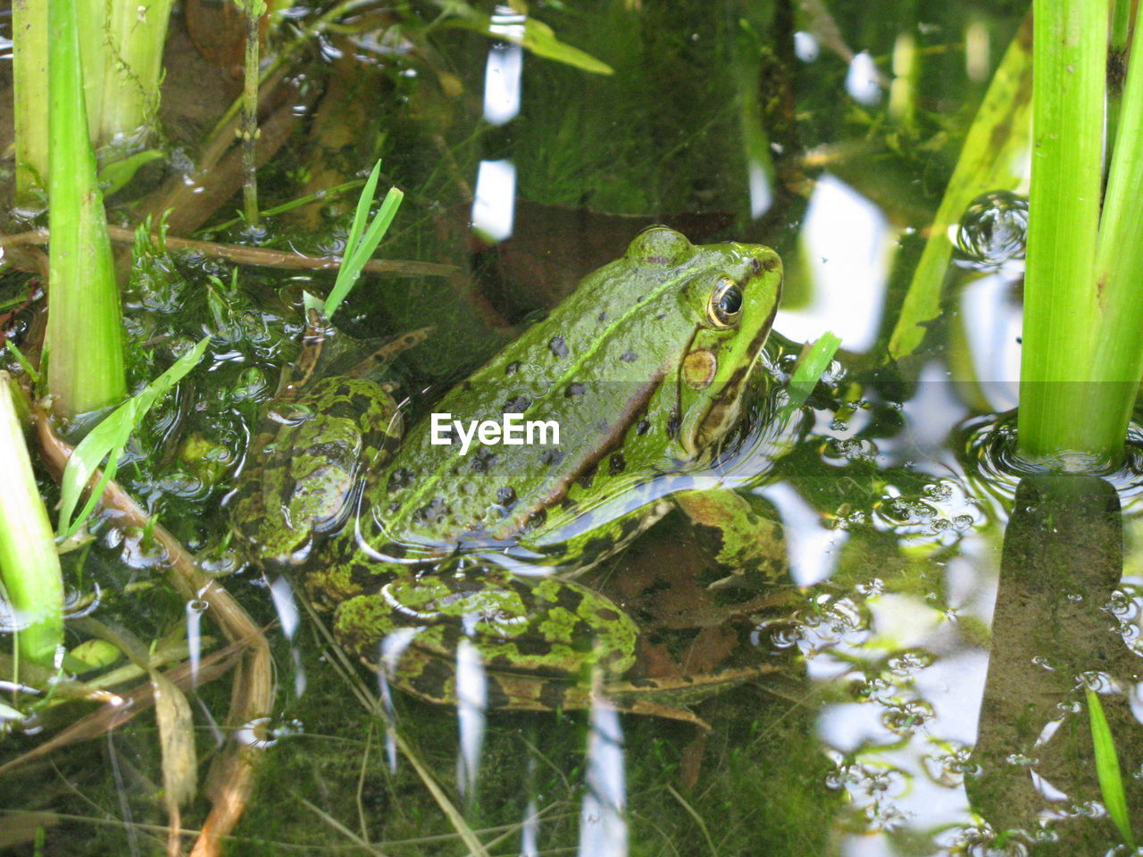 GREEN FROG IN LAKE