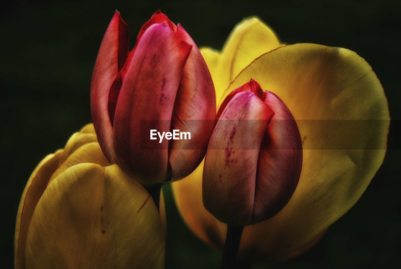 Close-up of yellow rose against black background