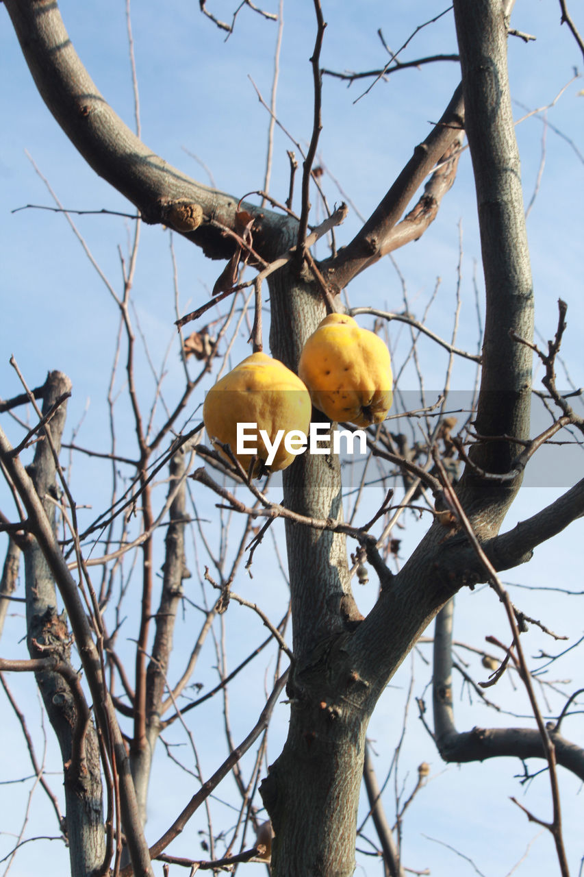 tree, branch, fruit, food, plant, food and drink, spring, nature, healthy eating, sky, no people, winter, low angle view, flower, outdoors, bare tree, twig, day