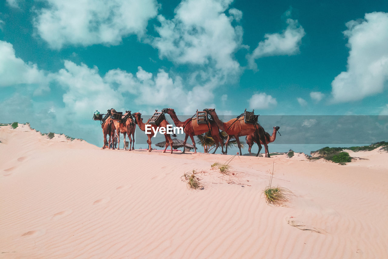 Camels on sand dune at desert