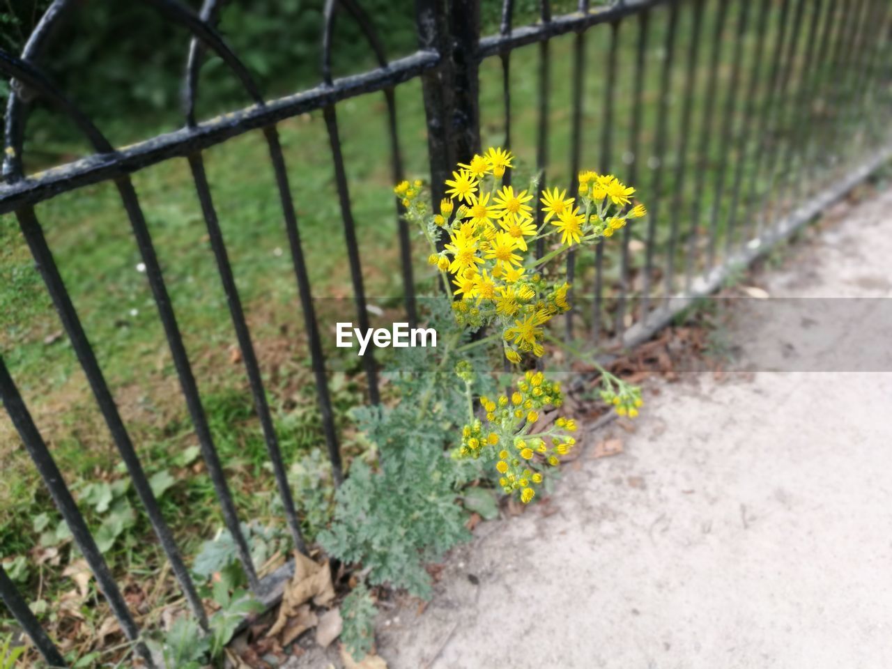 YELLOW FLOWERS GROWING IN FIELD