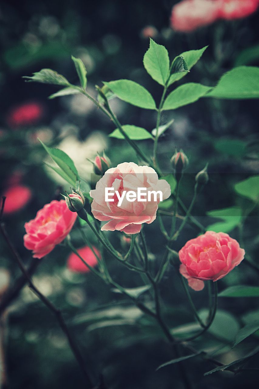 Close-up of pink roses blooming outdoors