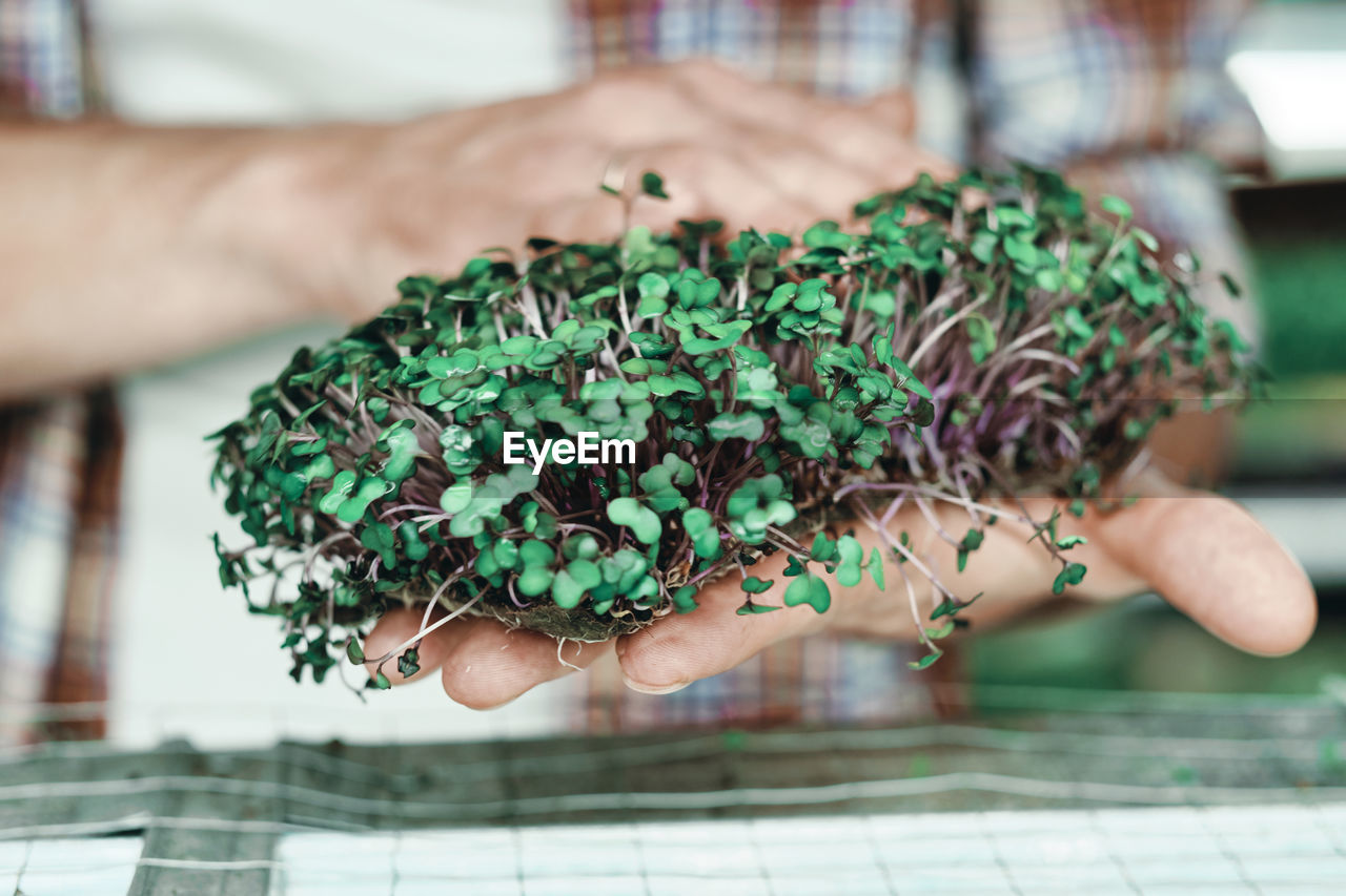 Cropped image of man in a plaid shirt holding microgreen
