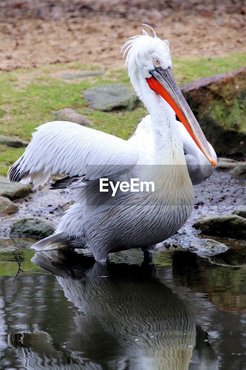 Close-up of pelican in lake