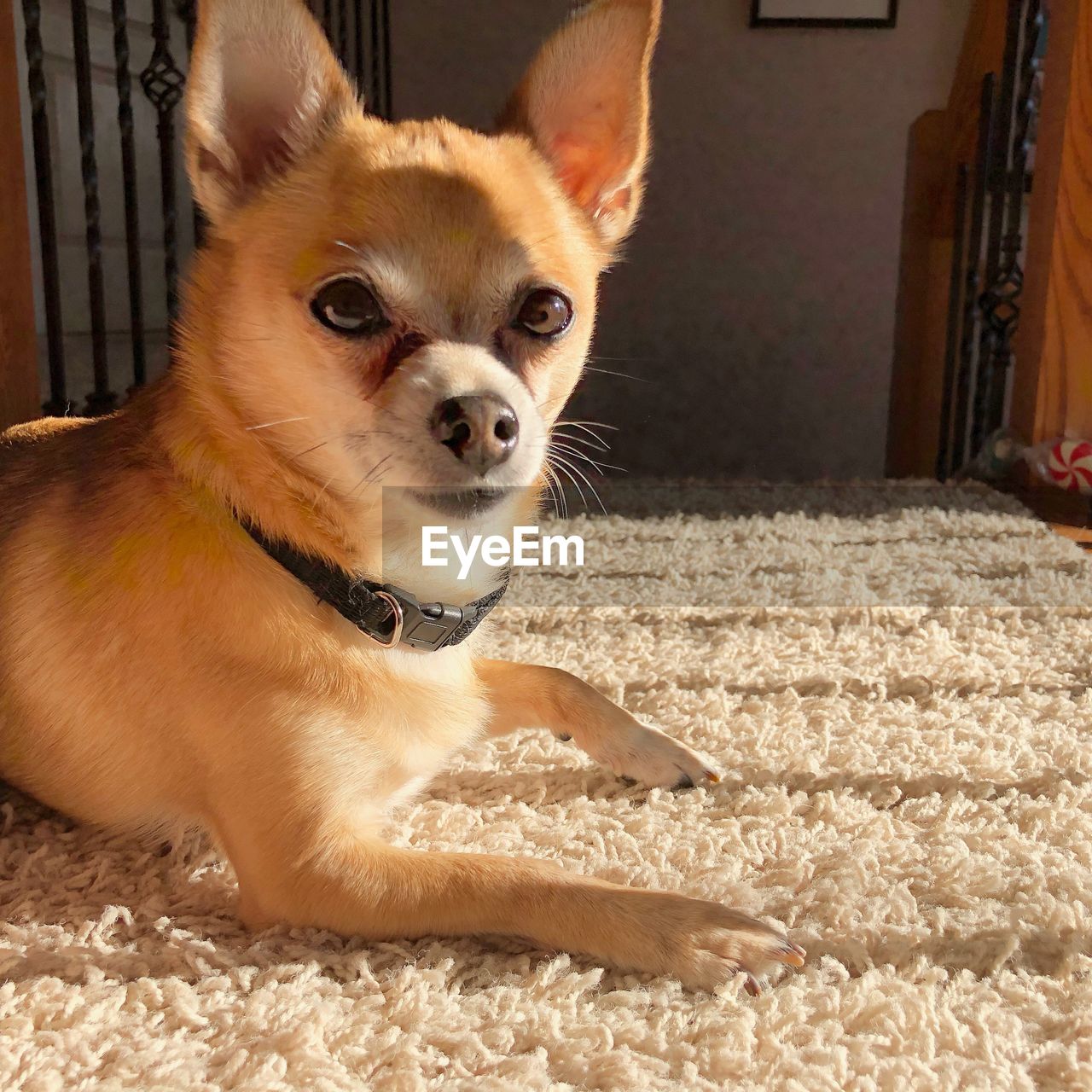 PORTRAIT OF DOG RELAXING ON RUG