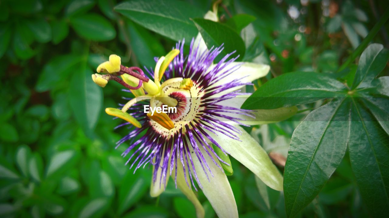 Close-up of passion flower growing in lawn