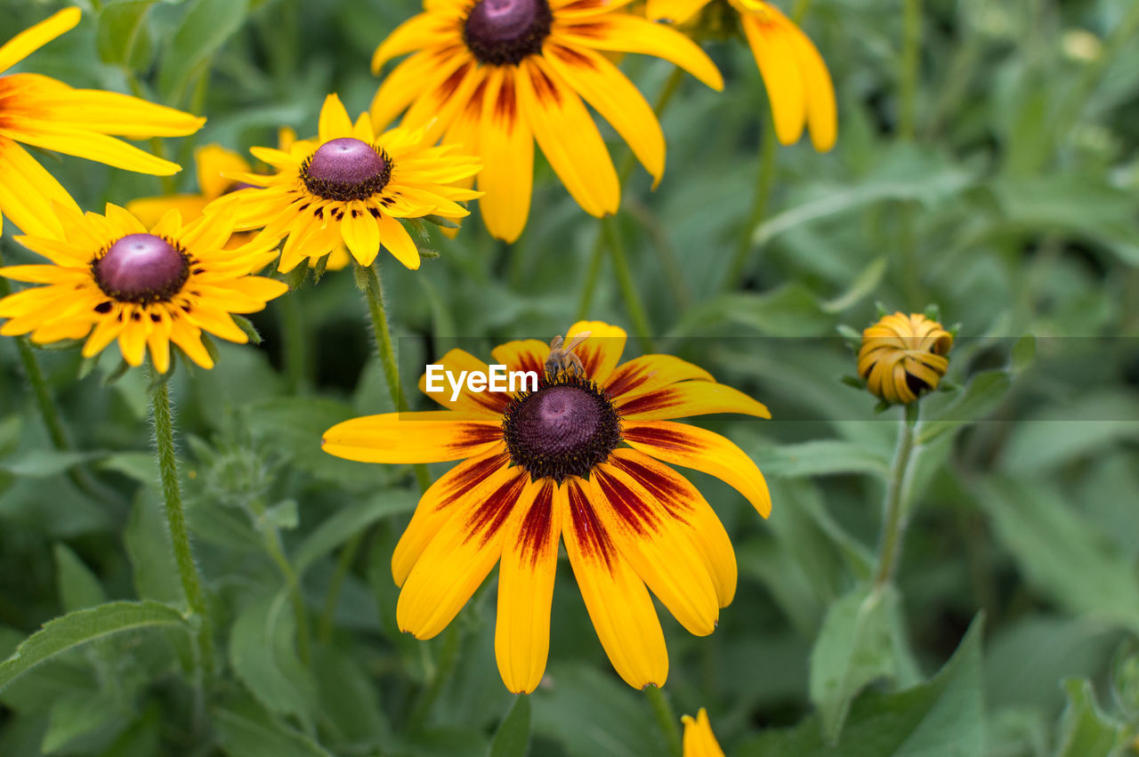 Close-up of yellow daisy flowers