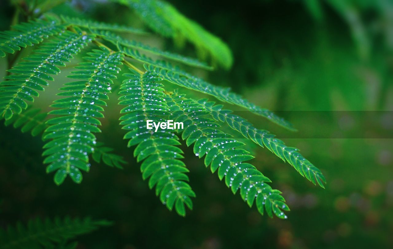 Close-up of wet leaves on tree