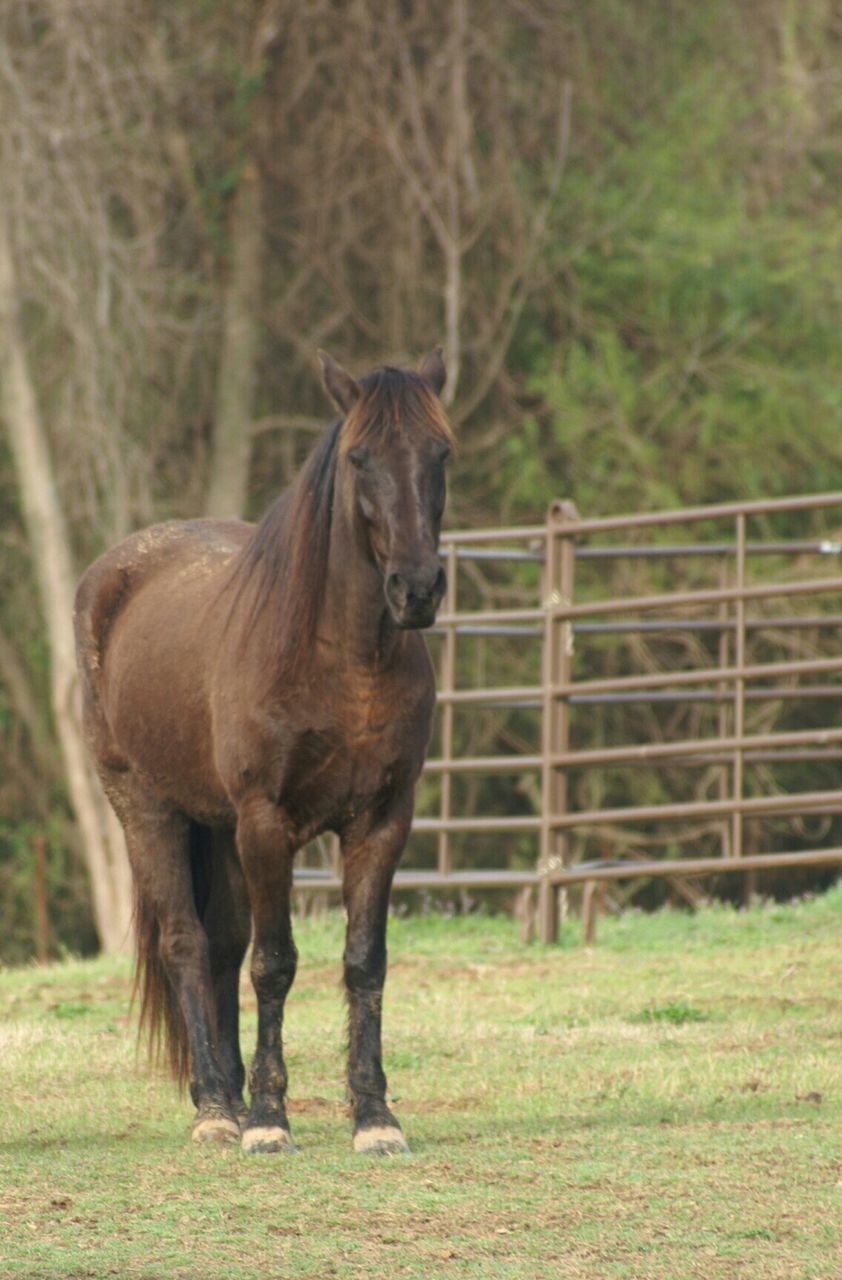 Full length of horse standing on field