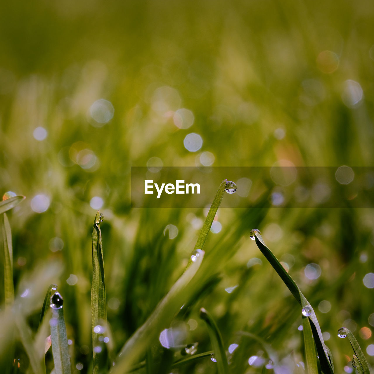 Close-up of raindrops on grass