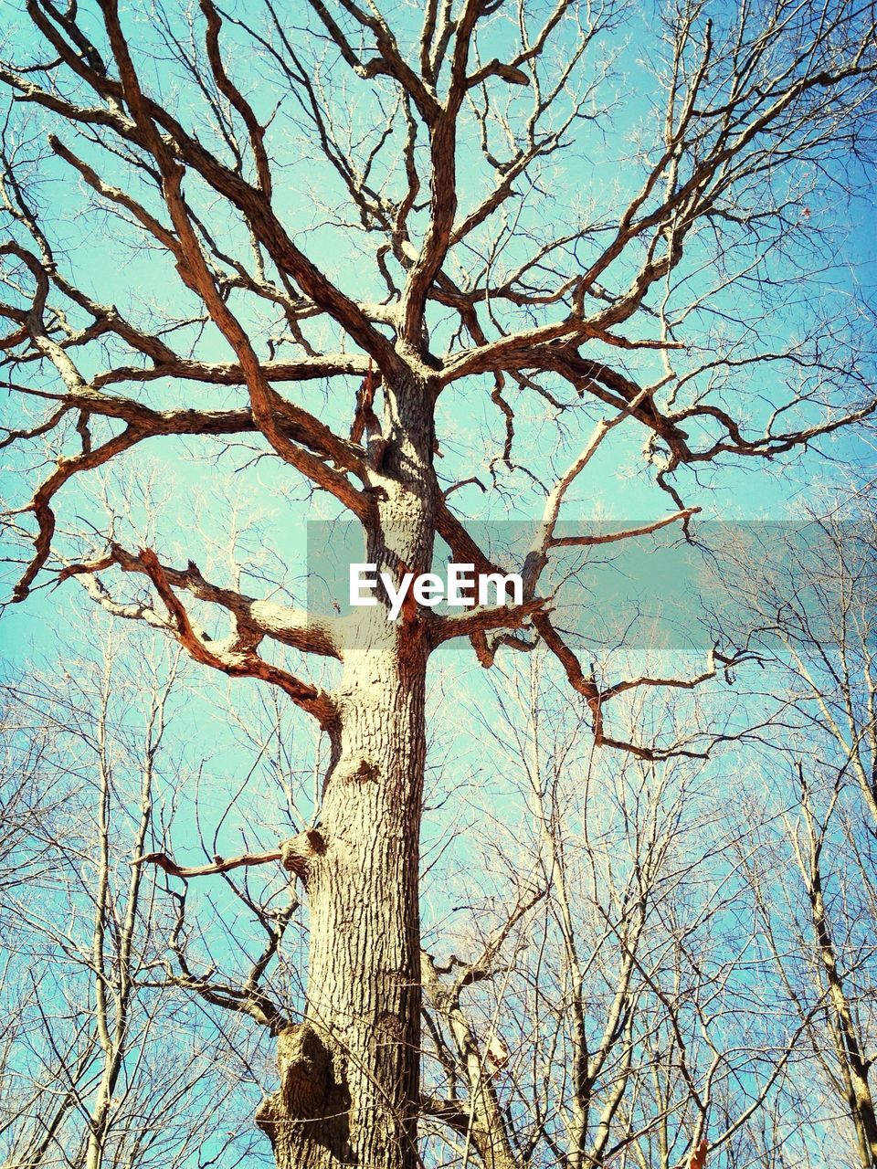 Low angle view of bare trees against clear blue sky