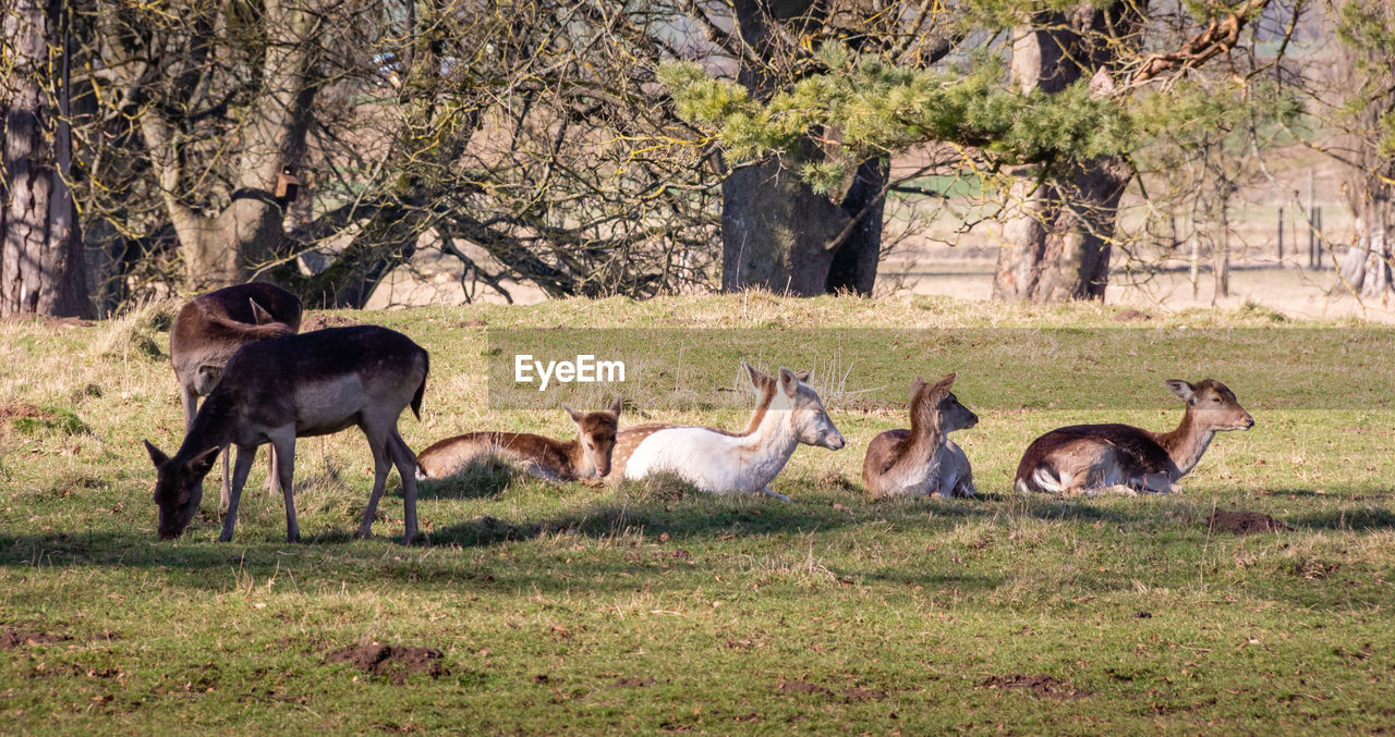 Deer in a field