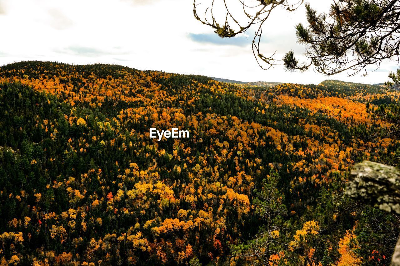 SCENIC VIEW OF YELLOW FLOWERING PLANTS ON FIELD AGAINST SKY