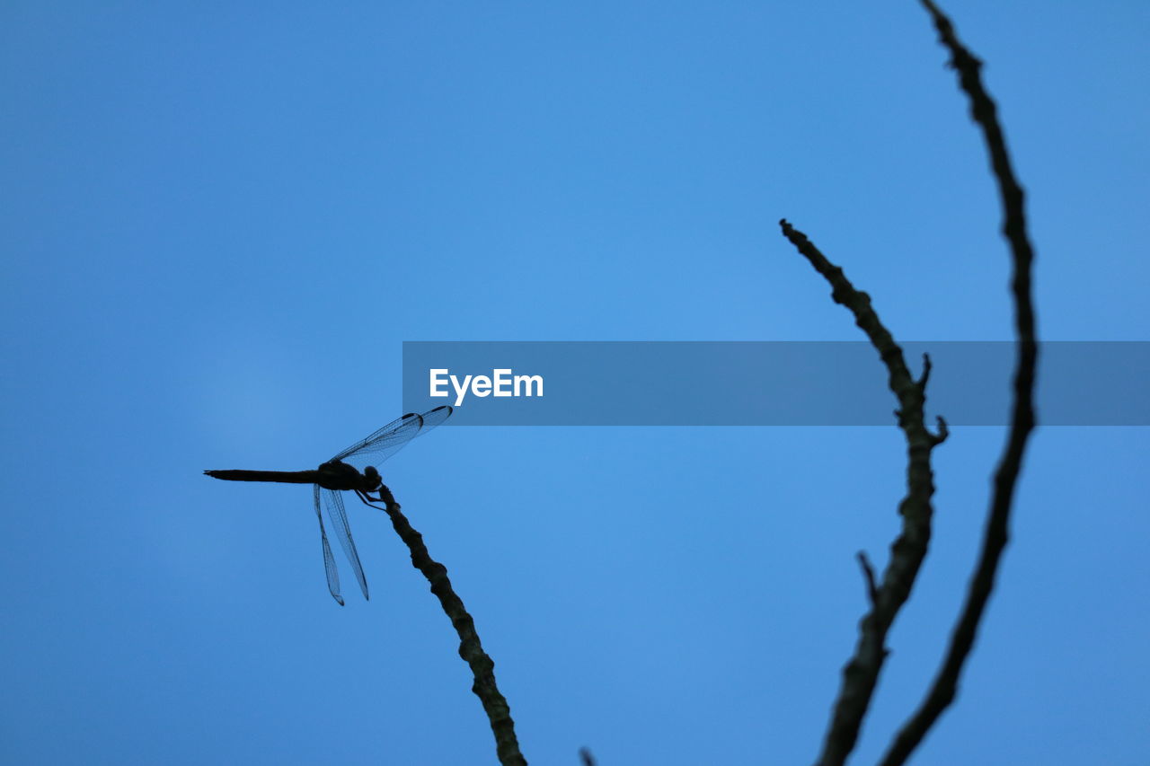 Low angle view of dragonfly on stick against clear blue sky