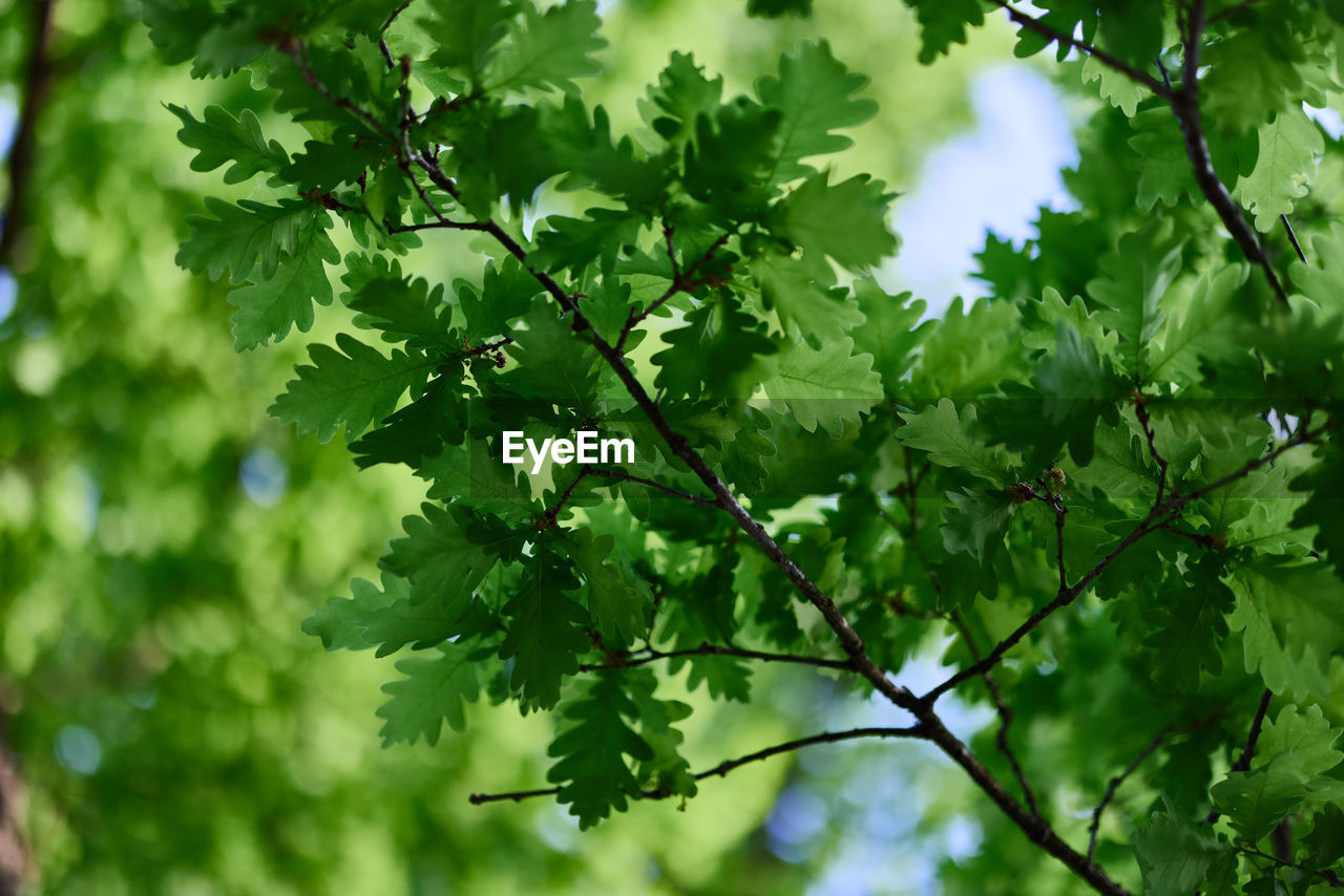 plant, tree, green, leaf, plant part, branch, nature, sunlight, growth, beauty in nature, no people, sky, food and drink, outdoors, freshness, maple, low angle view, environment, flower, produce, day, summer, food, land, forest, backgrounds, lush foliage, foliage, tranquility, healthy eating, environmental conservation, scenics - nature, fruit, landscape